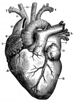 figure-heart