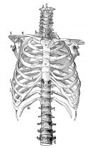 figure-ribcage