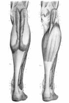 figure-legs