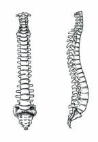 Advanced Spine